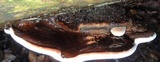 Ganoderma fornicatum image