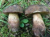 Tylopilus variobrunneus image