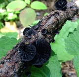 Resupinatus applicatus image