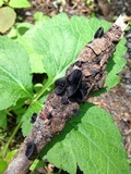 Resupinatus applicatus image