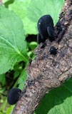 Resupinatus applicatus image