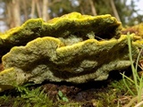 Trametes gibbosa image