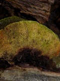 Trametes gibbosa image