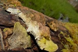 Trametes gibbosa image