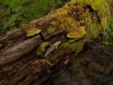 Trametes gibbosa image
