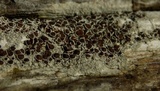 Lecanora xylophila image