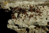 Lecanora xylophila image