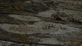 Lecanora xylophila image