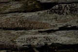 Lecanora xylophila image