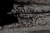 Lecanora xylophila image