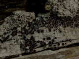 Lecanora xylophila image