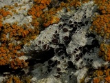 Lecanora xylophila image
