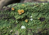 Dimerella lutea image