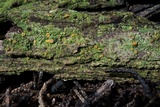Dimerella lutea image