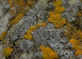 Thelomma occidentale image