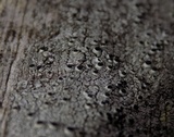 Thelomma occidentale image