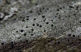 Thelomma occidentale image