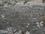 Thelomma occidentale image