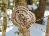 Hymenochaete corrugata image