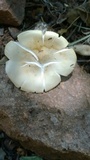 Clitopilus prunulus image