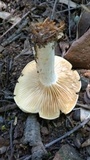 Clitopilus prunulus image