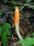 Ophiocordyceps melolonthae image