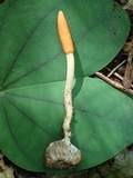 Ophiocordyceps melolonthae image