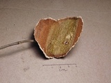 Hymenochaete corrugata image