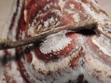 Hymenochaete corrugata image