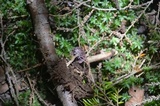 Laccaria ochropurpurea image