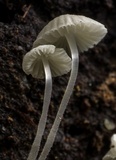 Mycena adscendens image