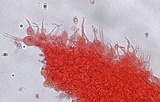 Mycena adscendens image