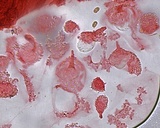 Mycena adscendens image