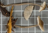 Mycena metata image