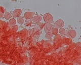 Mycena metata image