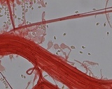 Mycena metata image