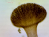 Phaeocalicium polyporaeum image