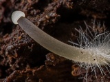 Mycena alcaliniformis image