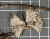 Mycena alcaliniformis image