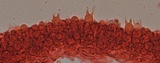 Mycena alcaliniformis image