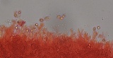Mycena alcaliniformis image