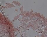 Mycena alcaliniformis image