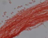 Mycena alcaliniformis image