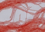 Mycena alcaliniformis image