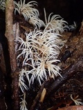 Deflexula subsimplex image