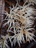 Deflexula subsimplex image
