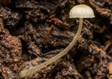 Mycena leptocephala image