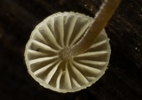 Mycena leptocephala image
