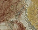 Mycena leptocephala image