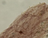 Mycena leptocephala image